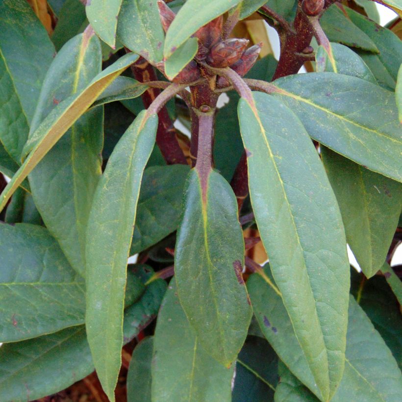 Rhododendron Sir Charles Lemon - Grand rhododendron. (Feuillage)