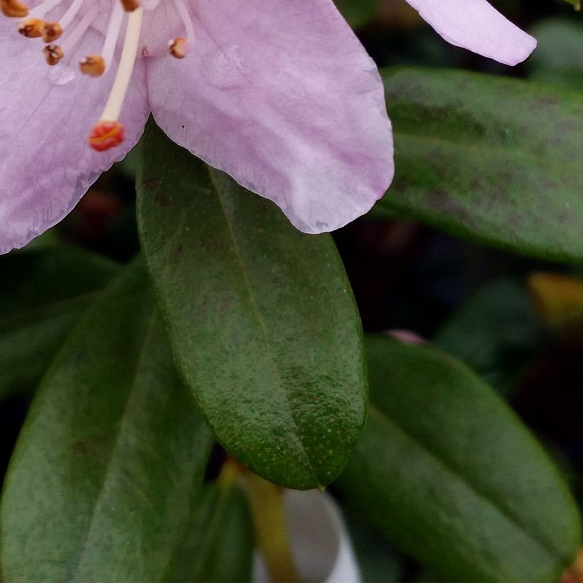 Rhododendron Snipe (Feuillage)