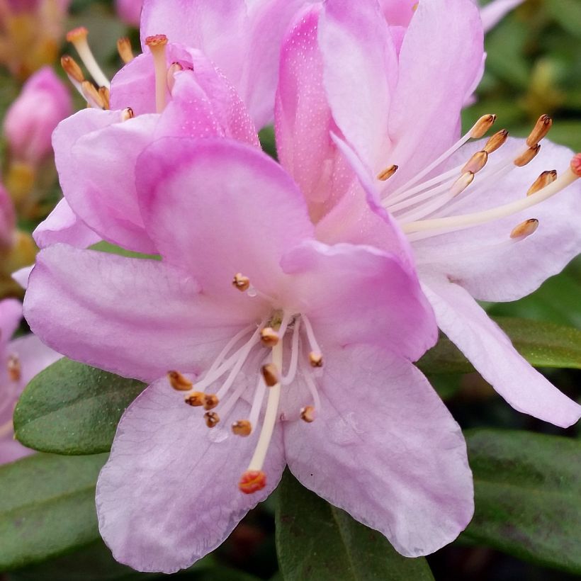 Rhododendron Snipe (Floraison)