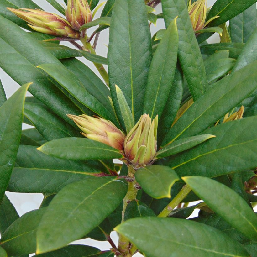 Rhododendron Tortoiseshell Orange (Feuillage)