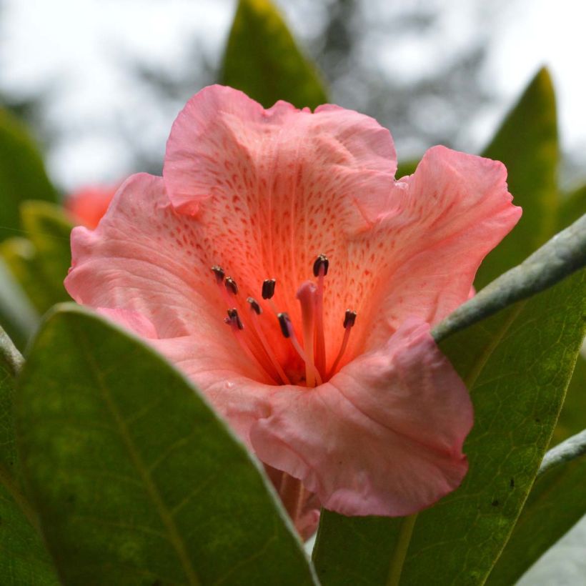 Rhododendron Tortoiseshell Orange (Floraison)