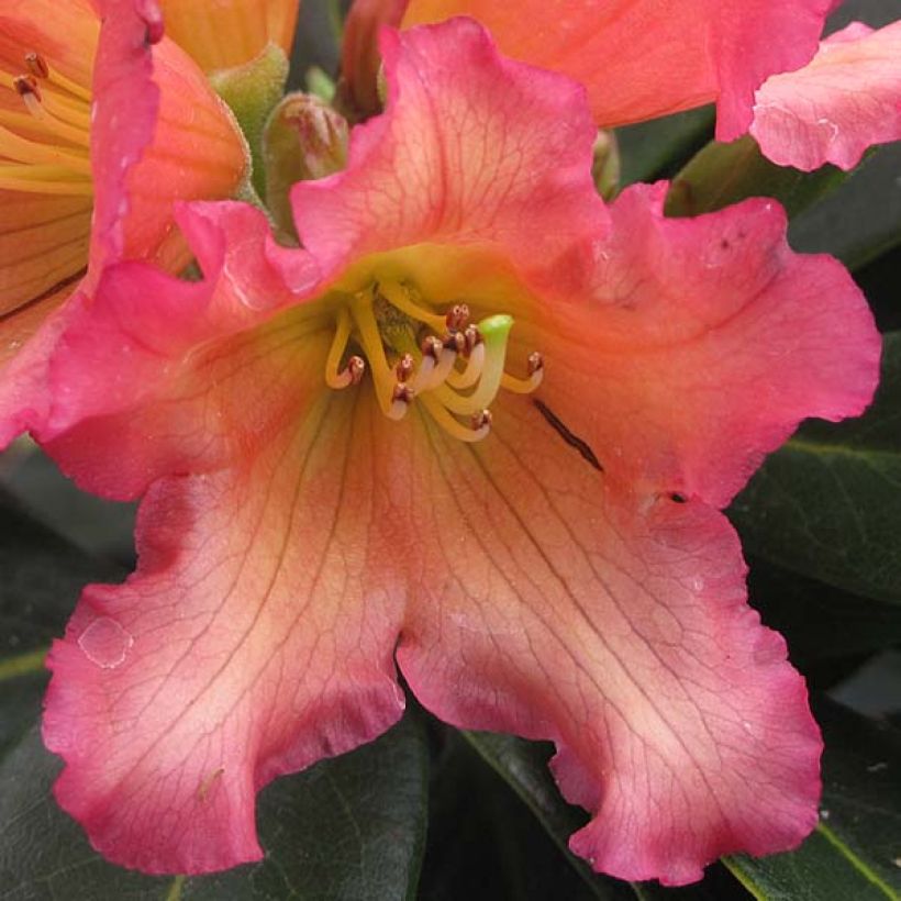 Rhododendron Unique Marmalade - Grand Rhododendron (Floraison)