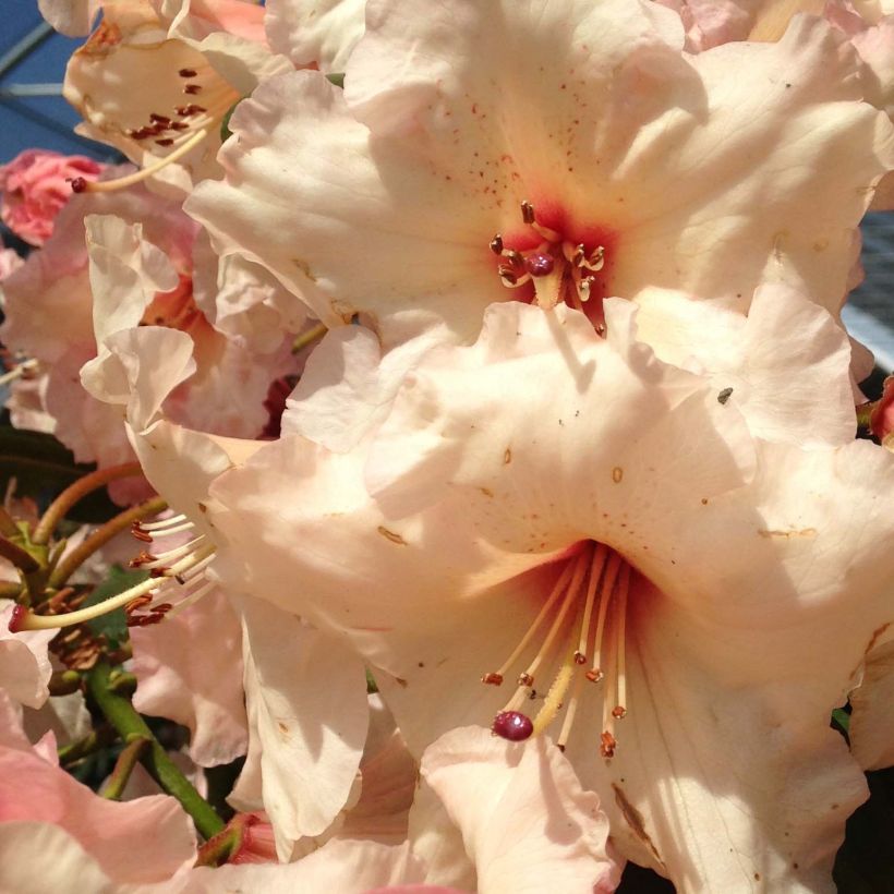Rhododendron Virginia Richards - Petit Rhododendron (Floraison)