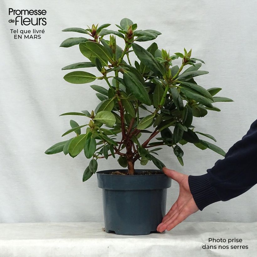 Spécimen de Rhododendron Virginia Richards - Petit Rhododendron tel que livré au printemps
