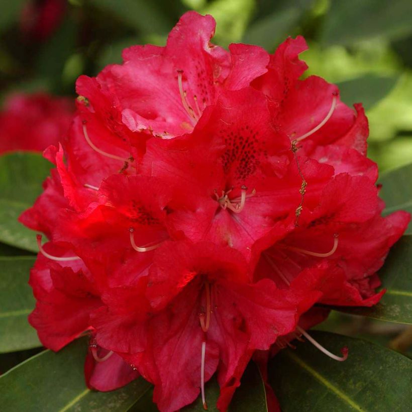 Rhododendron Wilgen's Ruby (Floraison)