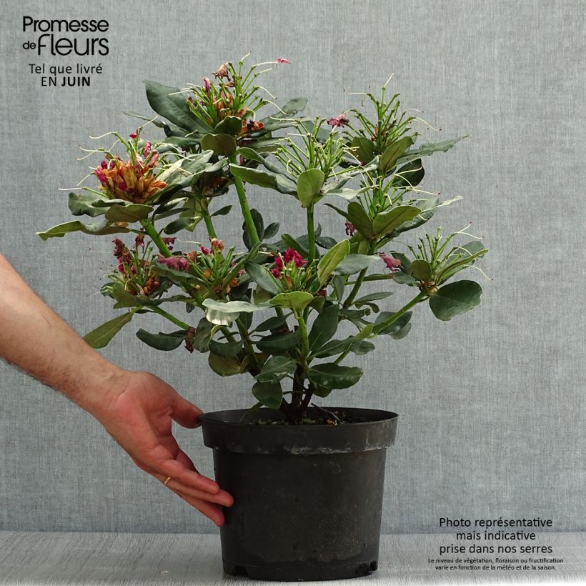 Spécimen de Rhododendron Wilgen's Ruby Pot de 4L/5L tel que livré en été