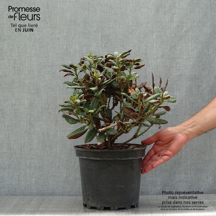 Spécimen de Rhododendron Wine & Roses Pot de 6L/7L tel que livré en été