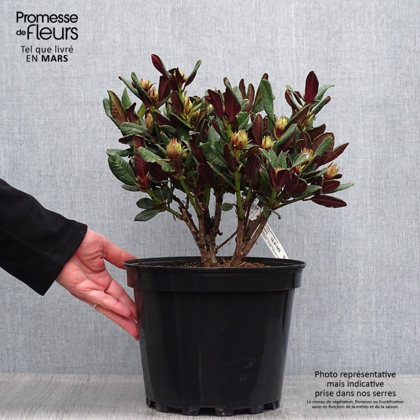 Spécimen de Rhododendron Wine & Roses Pot de 7L tel que livré au printemps