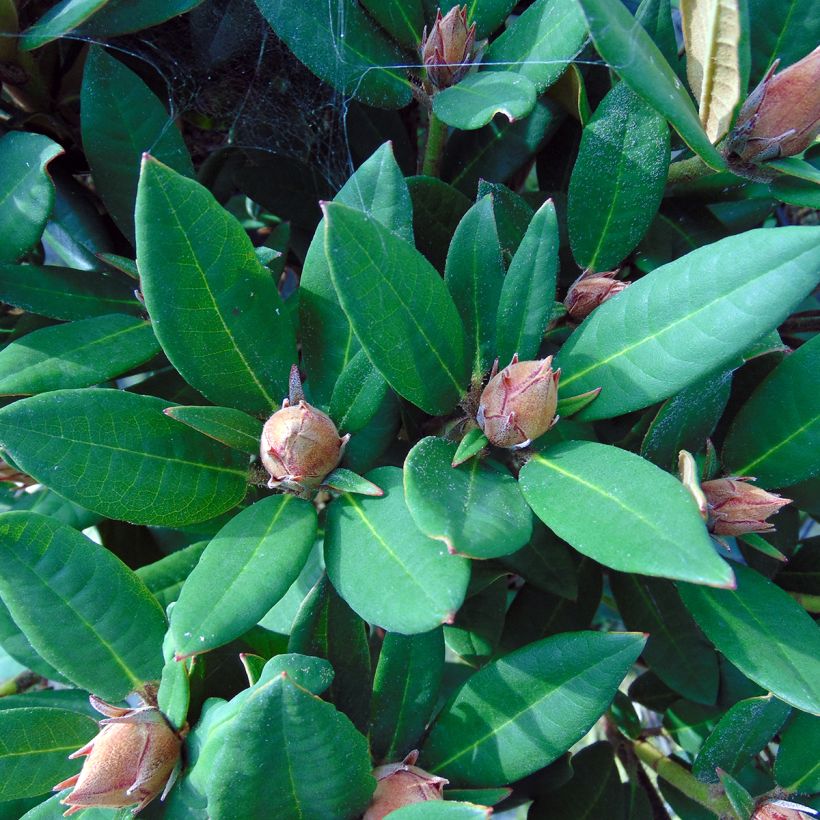 Rhododendron Winsome - Rhododendron nain (Feuillage)