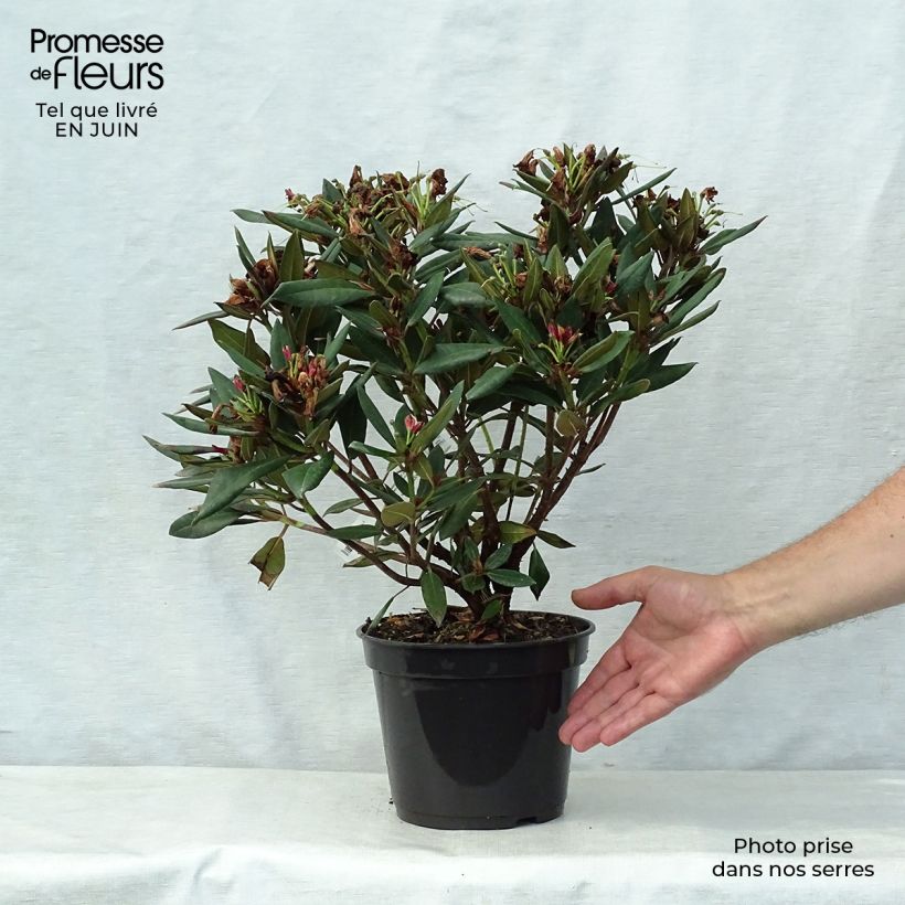 Spécimen de Rhododendron Winsome - Rhododendron nain Pot de 3L/4L tel que livré en été