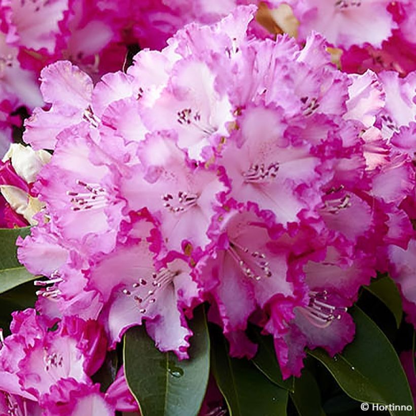 Rhododendron XXL (Floraison)