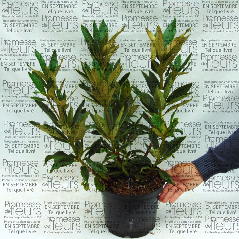 Exemple de spécimen de Rhododendron arboreum Rouge - Grand Rhododendron tel que livré