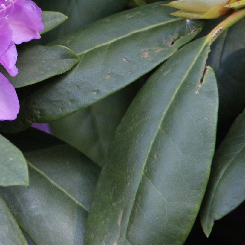 Rhododendron catawbiense Boursault (Feuillage)