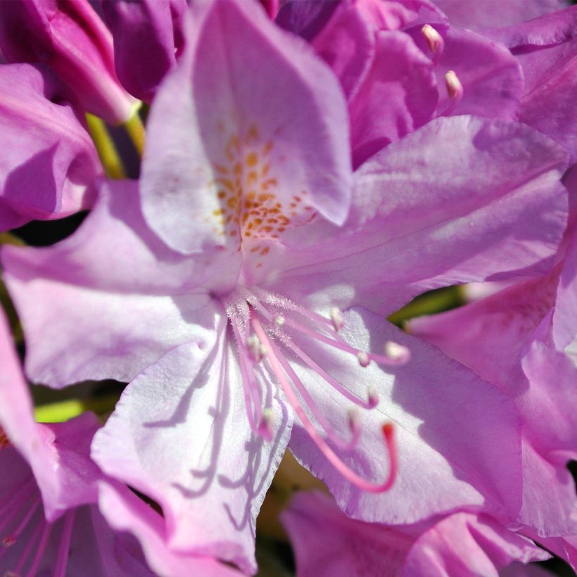 Rhododendron catawbiense Boursault (Floraison)
