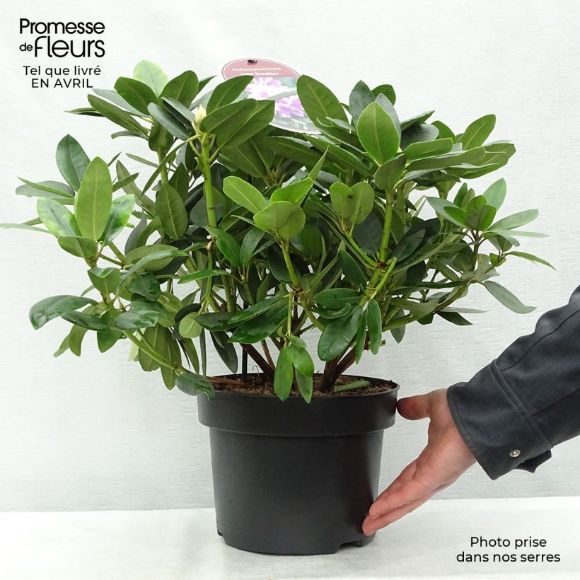 Spécimen de Rhododendron catawbiense Grandiflorum - Grand rhododendron Pot de 4L/5LHauteur livrée env. 30/40cm tel que livré au printemps