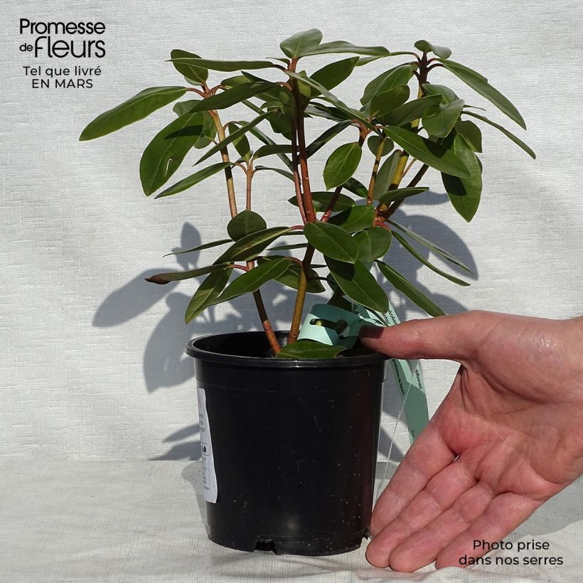 Spécimen de Rhododendron catawbiense Grandiflorum - Grand rhododendron Pot de 12 cm / 13 cmHauteur livrée env. 30+cm tel que livré au printemps