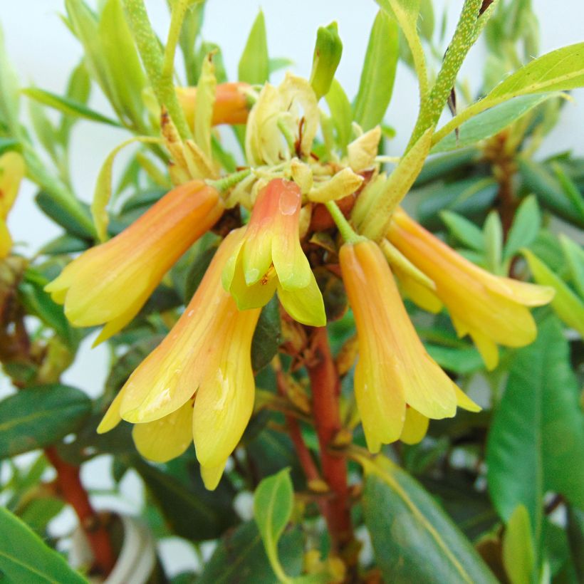 Rhododendron cinnabarinum - Grand rhododendron (Floraison)