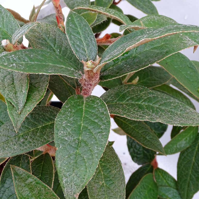 Rhododendron edgeworthii (Feuillage)