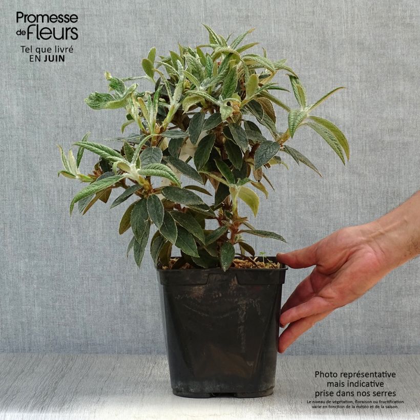 Spécimen de Rhododendron edgeworthii Pot de 3L/4L tel que livré en été