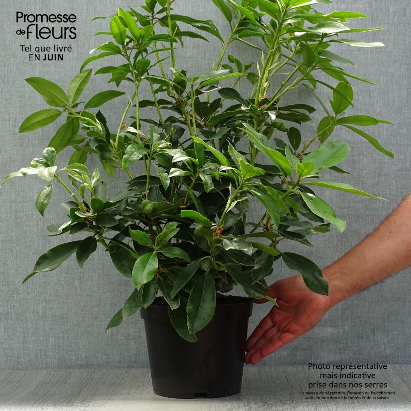 Spécimen de Rhododendron hybride Blue Jay Pot de 4L/5L tel que livré en été