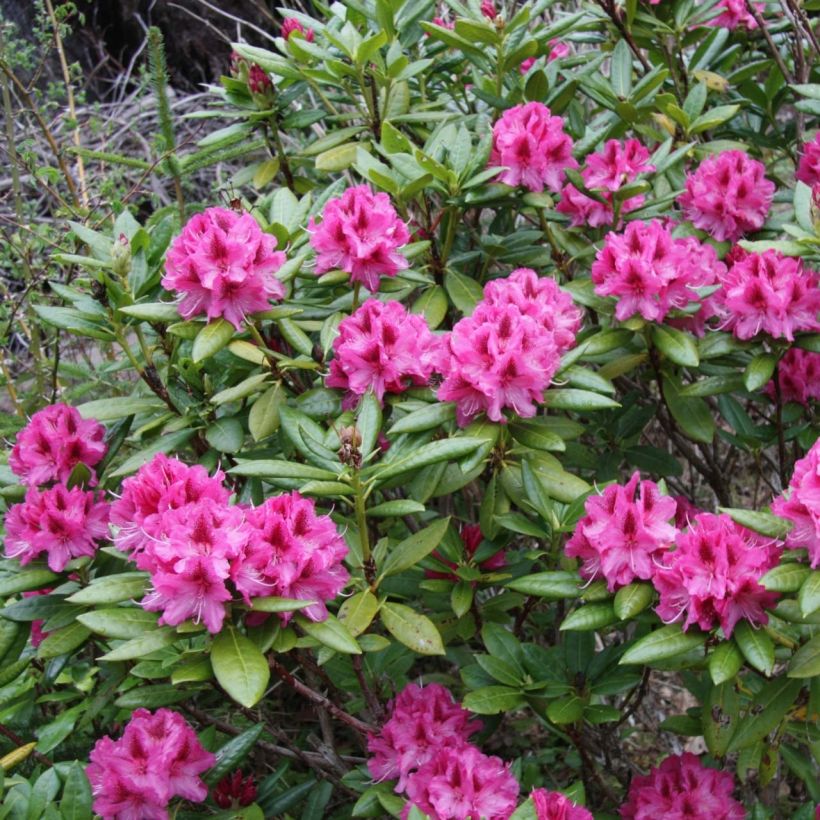 Rhododendron hybride Cosmopolitan (Port)