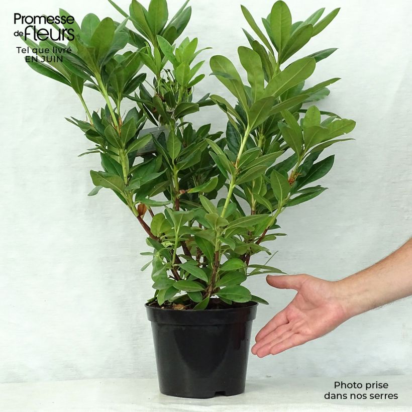 Spécimen de Rhododendron hybride Cosmopolitan Pot de 2L/3L tel que livré en été