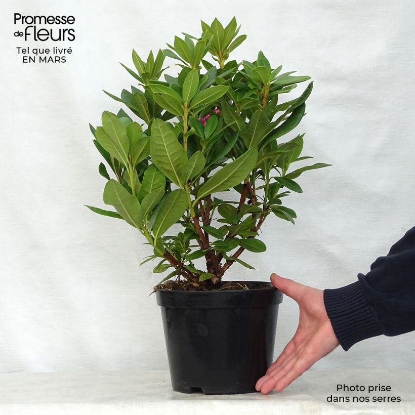 Spécimen de Rhododendron hybride Cosmopolitan en pot de 2L/3L tel que livré au printemps