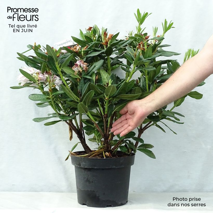 Spécimen de Rhododendron hybride Cosmopolitan Pot de 7,5L/10L tel que livré en été