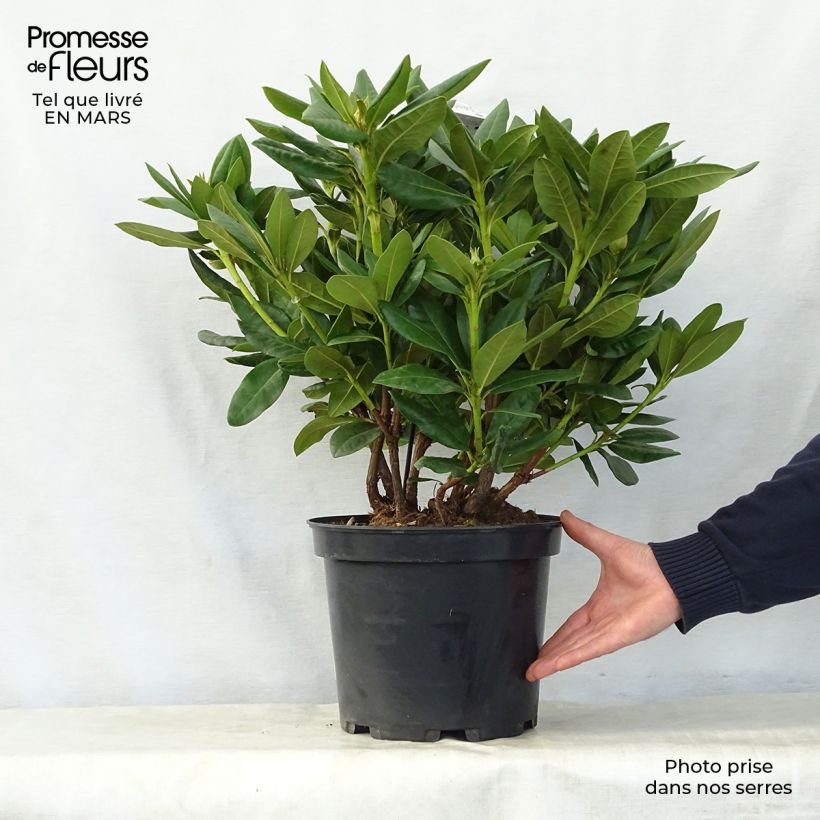 Spécimen de Rhododendron hybride Cosmopolitan en pot de 7,5L/10L tel que livré au printemps