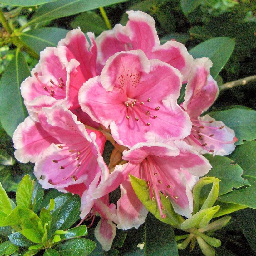 Rhododendron hybride Janet Ward (Floraison)