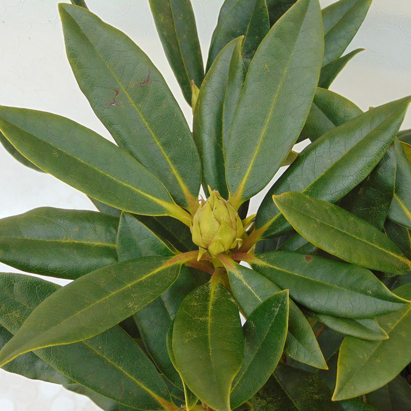 Rhododendron hybride Kabarett (Feuillage)