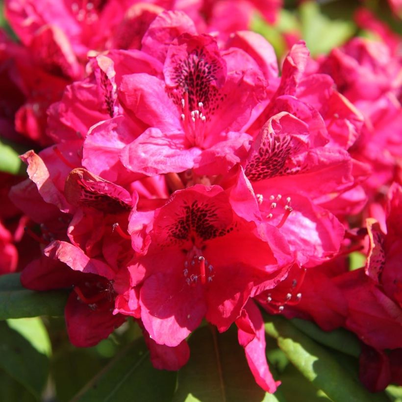 Rhododendron hybride Lord Roberts (Floraison)