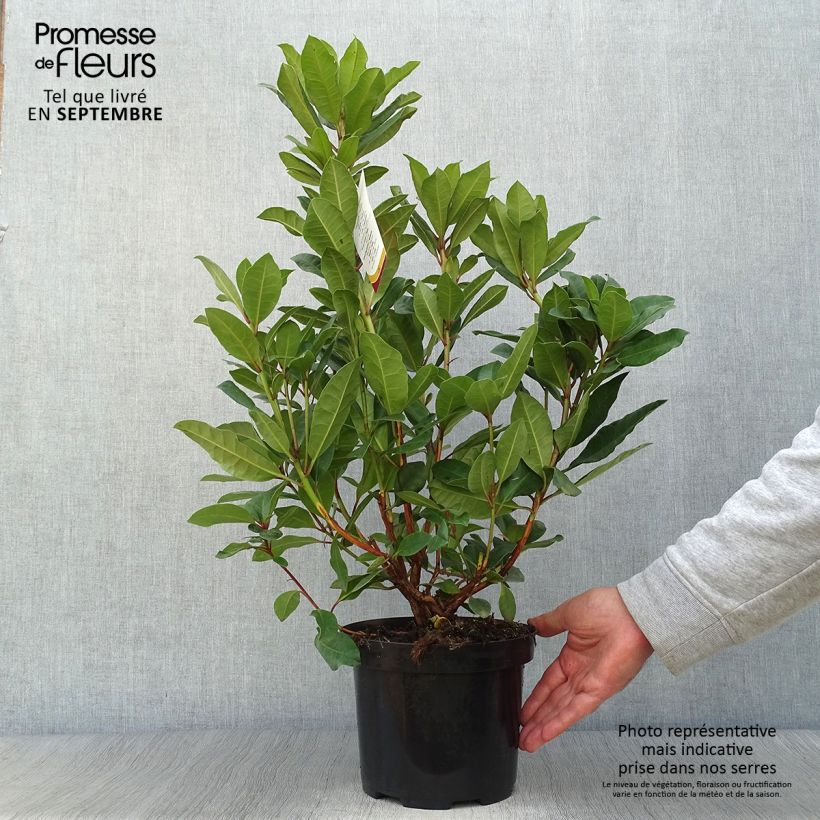 Spécimen de Rhododendron hybride Lord Roberts Pot de 4L/5L tel que livré en automne