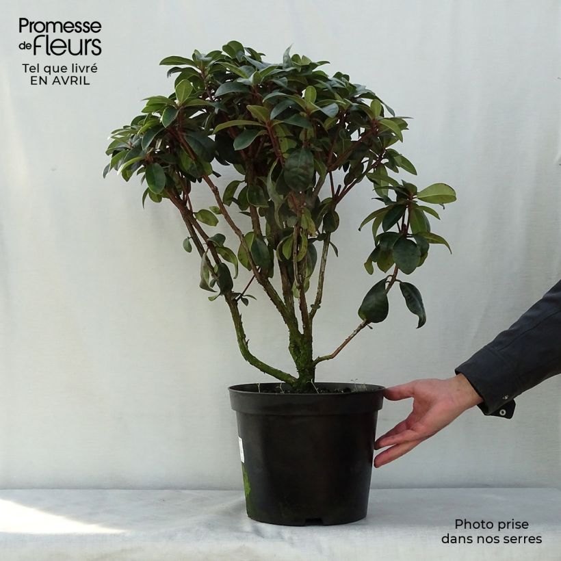 Spécimen de Rhododendron hybride Moser's Maroon en pot de 7,5L/10L tel que livré au printemps