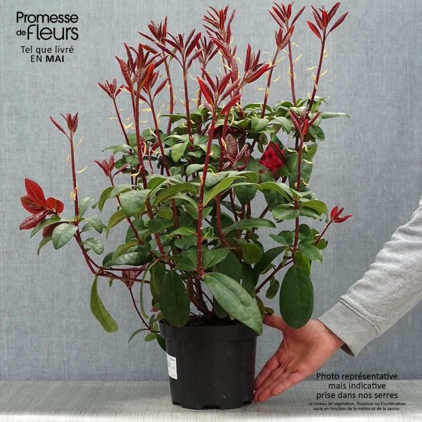 Spécimen de Rhododendron hybride Moser's Maroon en pot de 4/5L tel que livré au printemps