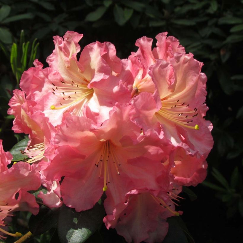 Rhododendron hybride Naselle (Floraison)