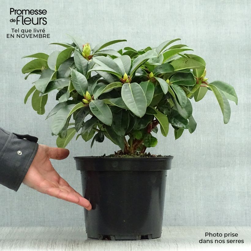 Spécimen de Rhododendron hybride Naselle Pot de 4L/5L tel que livré en automne