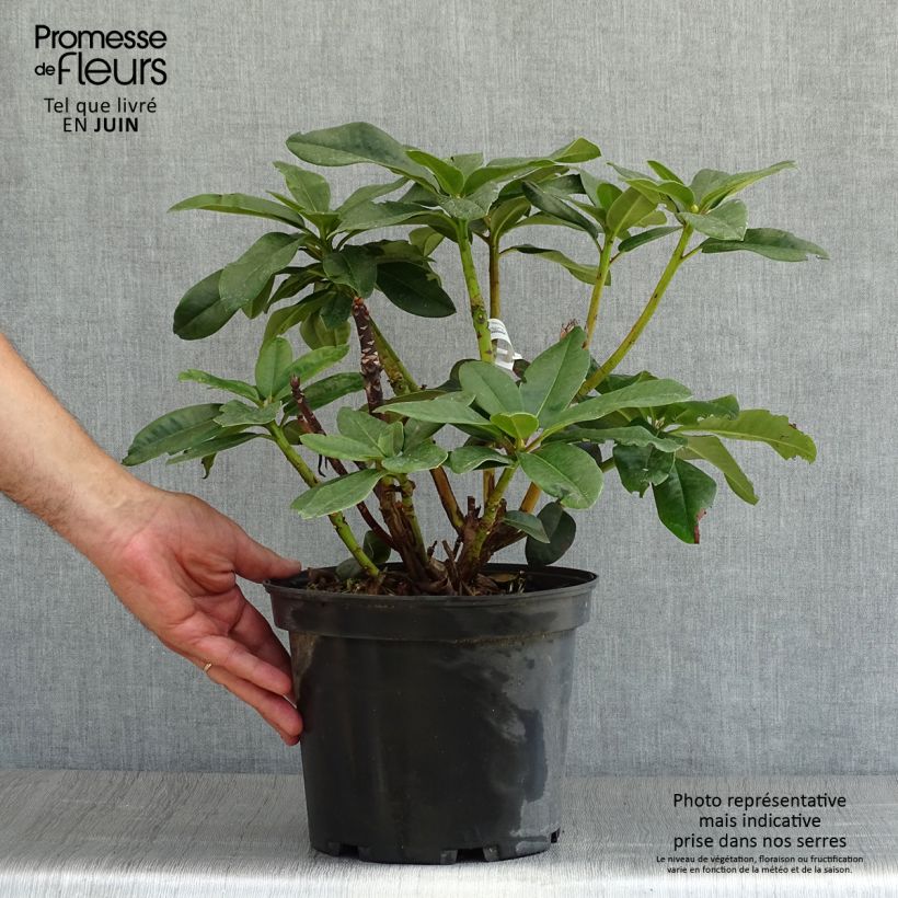 Spécimen de Rhododendron hybride Naselle Pot de 4L/5L tel que livré en été