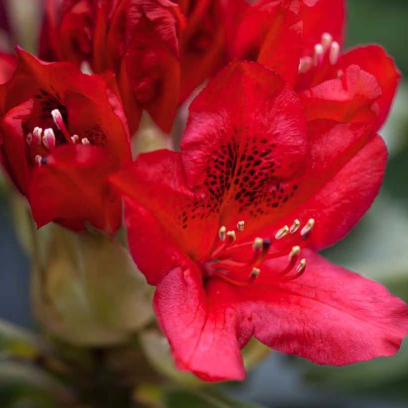 Rhododendron hybride Red Jack (Floraison)