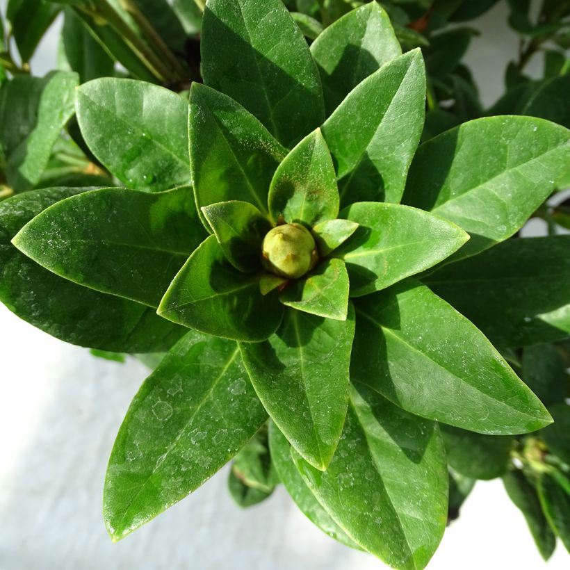 Rhododendron hybride Rocket (Feuillage)