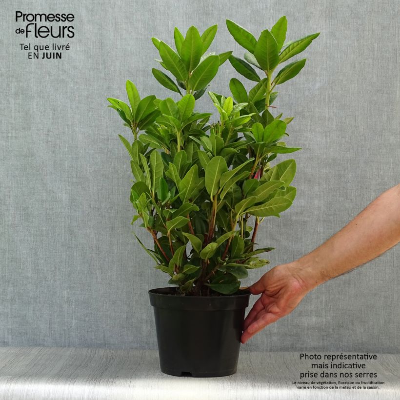 Spécimen de Rhododendron hybride Rocket Pot de 4L/5L tel que livré en été