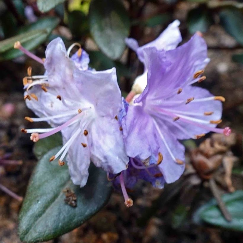 Rhododendron impeditum Ramapo (Floraison)