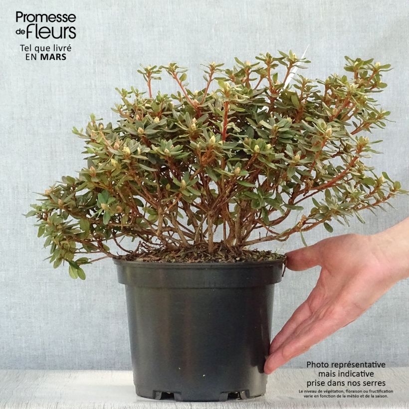 Spécimen de Rhododendron impeditum - Rhododendron nain Pot de 3L/4L tel que livré au printemps