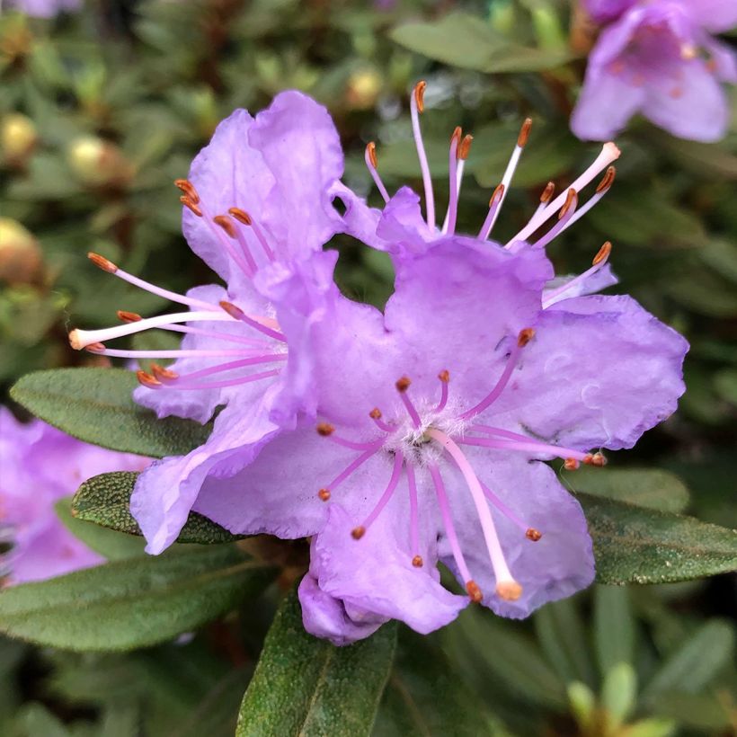Rhododendron impeditum - Rhododendron nain (Floraison)