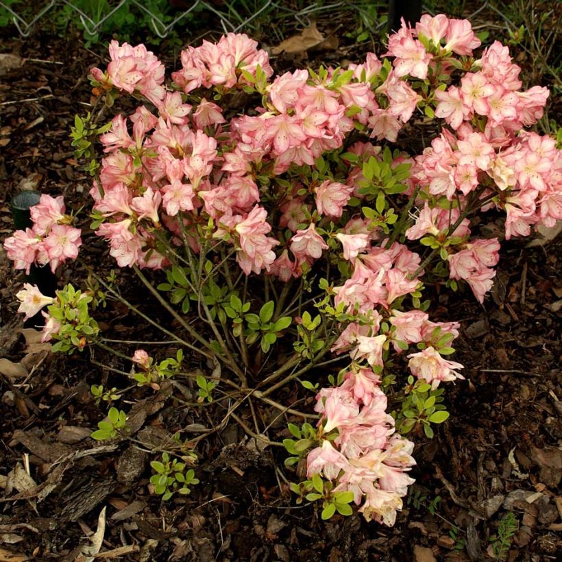 Azalée du Japon Peggy Ann - Rhododendron kaempferi (Port)