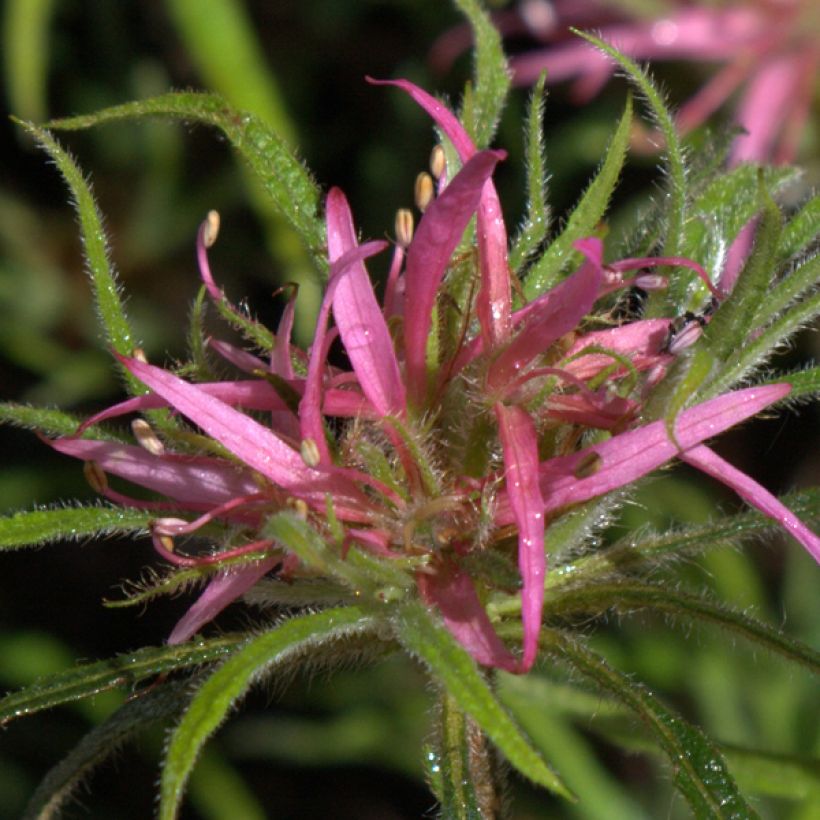 Rhododendron Linearifolium - Rhododendron nain (Floraison)