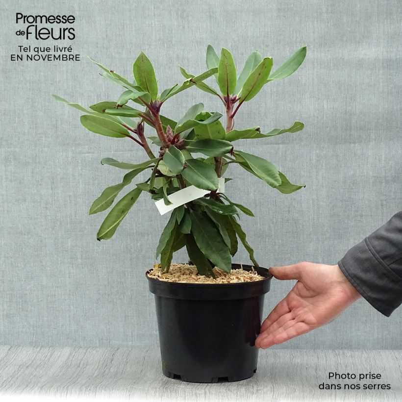 Spécimen de Rhododendron loderi King George Pot de 4L/5L tel que livré en automne