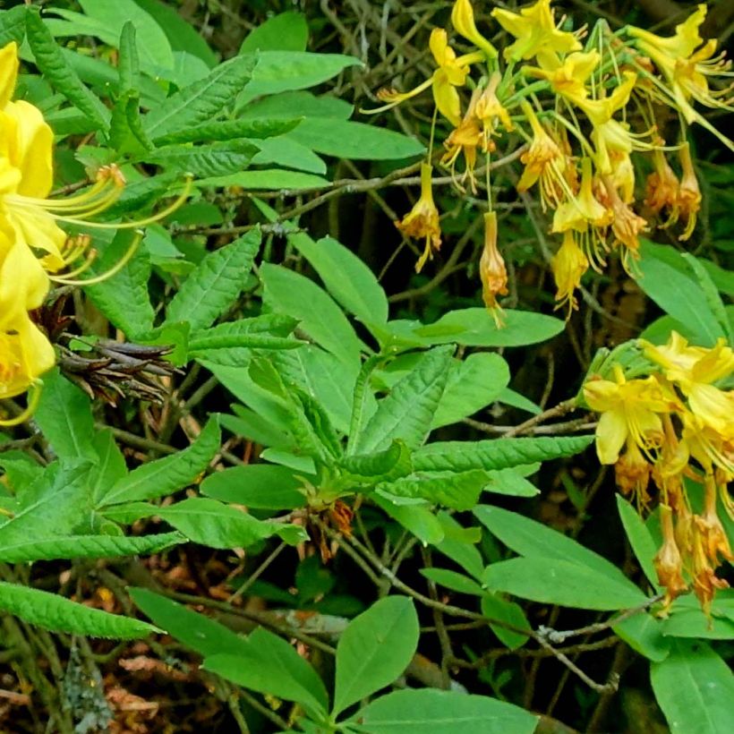 Azalée de Chine - Rhododendron luteum (Feuillage)