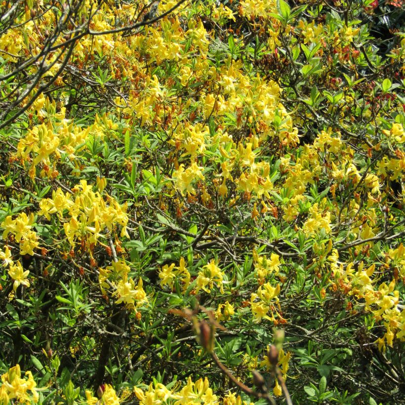 Azalée de Chine - Rhododendron luteum (Floraison)