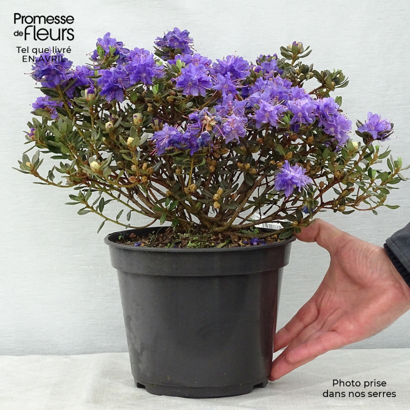 Spécimen de Rhododendron nain Azurika Pot de 3L/4L tel que livré au printemps
